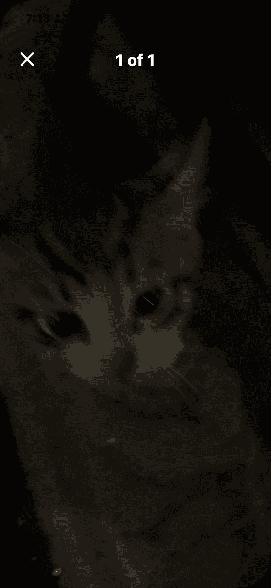 **Free kittens!!**(donations appreciated) image 2