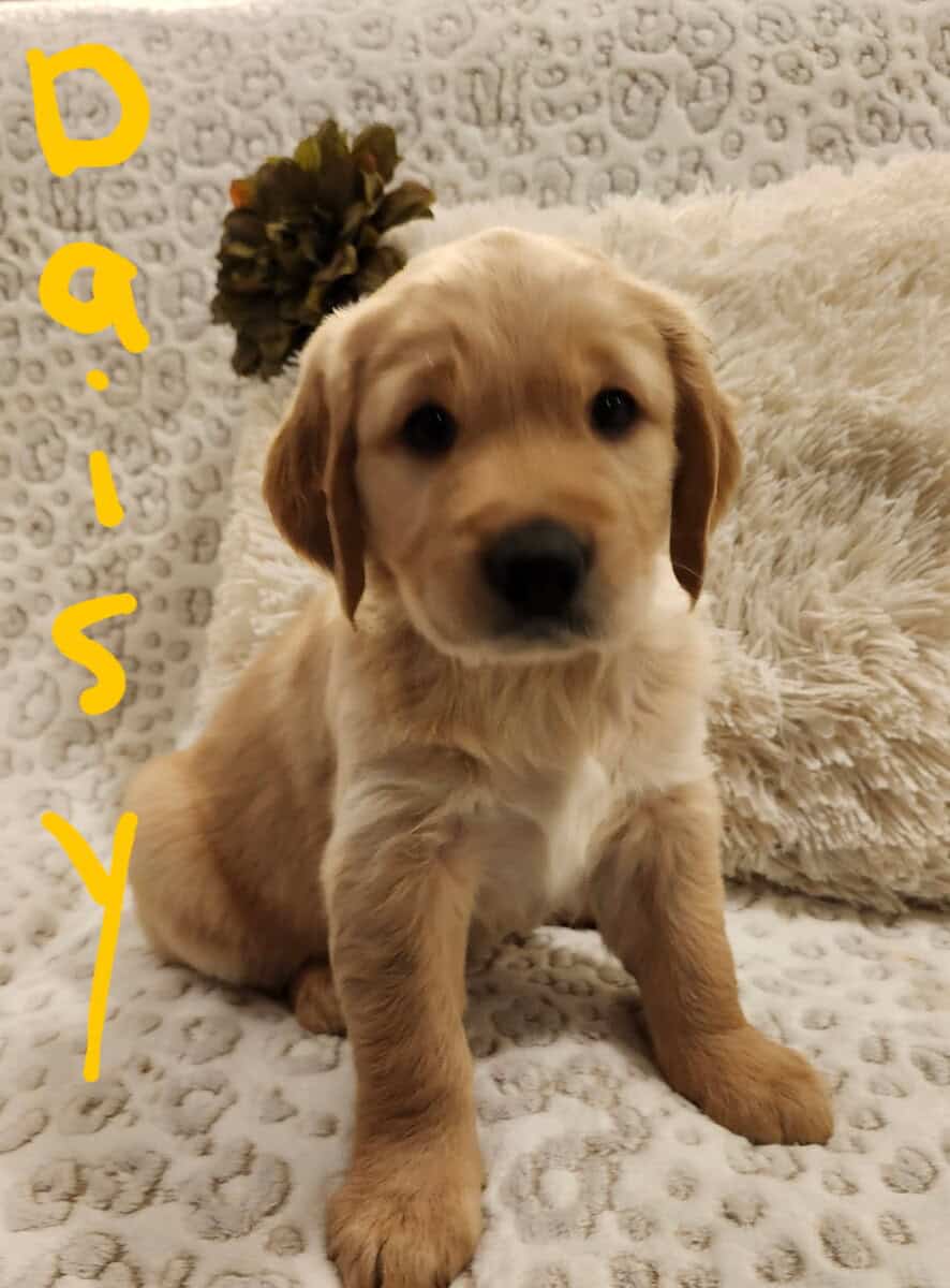 Daisy image 1