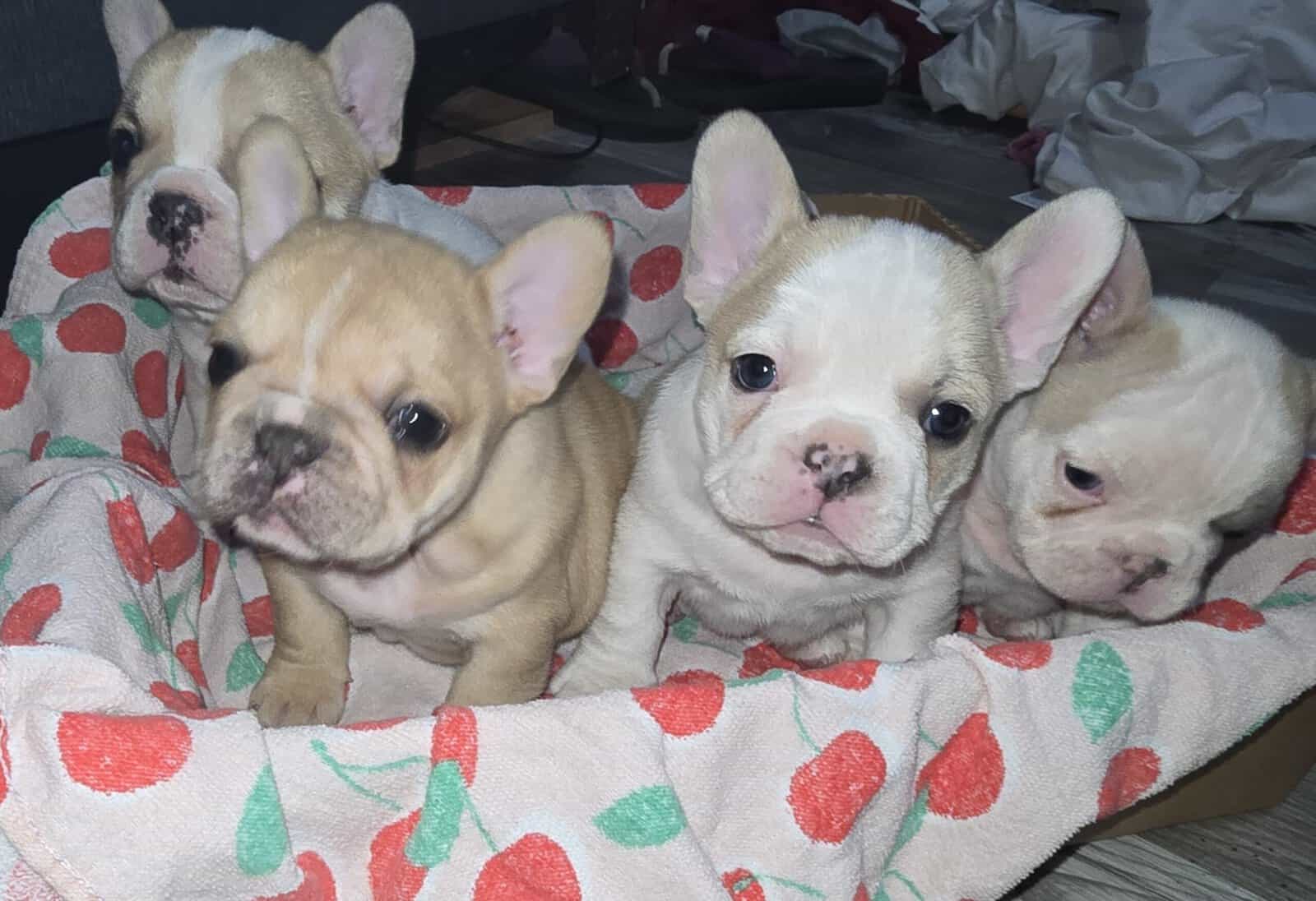 French bulldogs male image 4