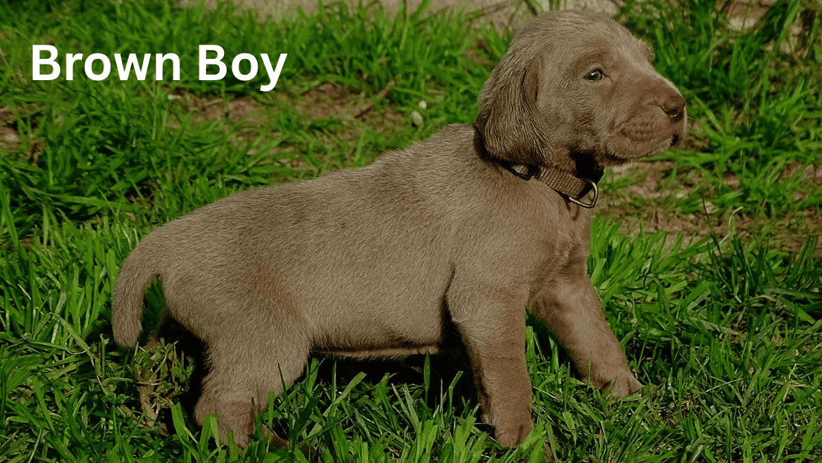 Weimaraner Puppies image 1