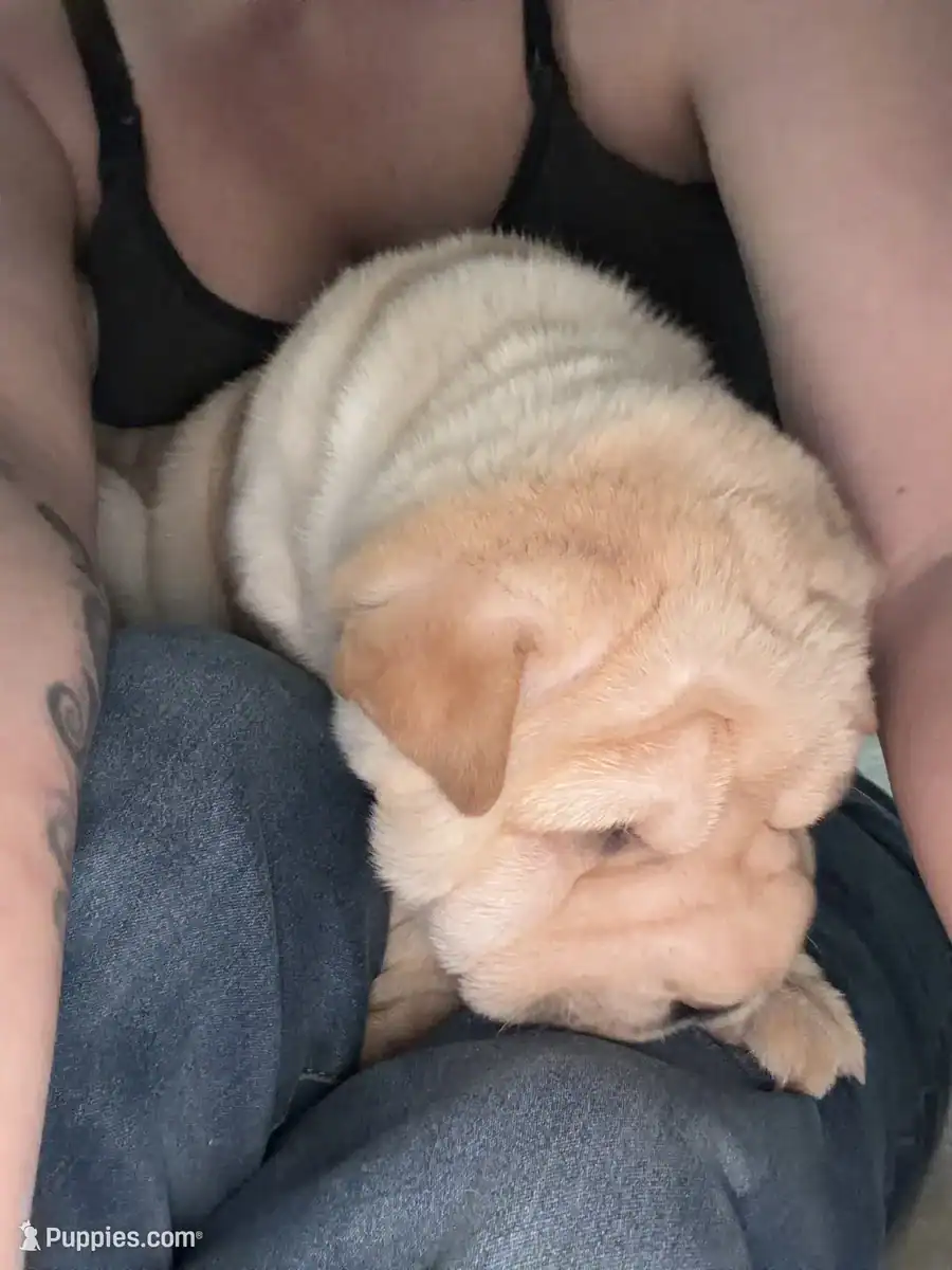 Chinese Shar-pei image 7