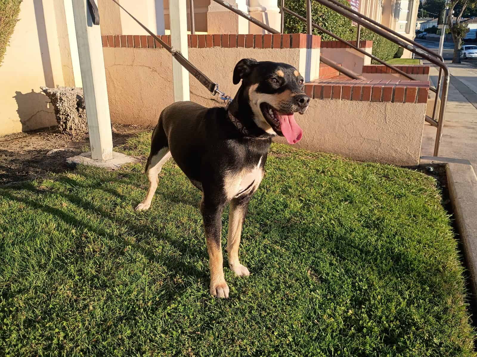 Meet Cassidy Jo - Your Dobie/Pug Bestie! image 2