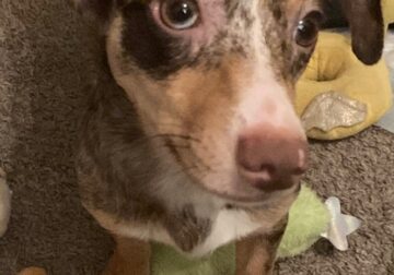 Chiweenie puppy merle male 9 months