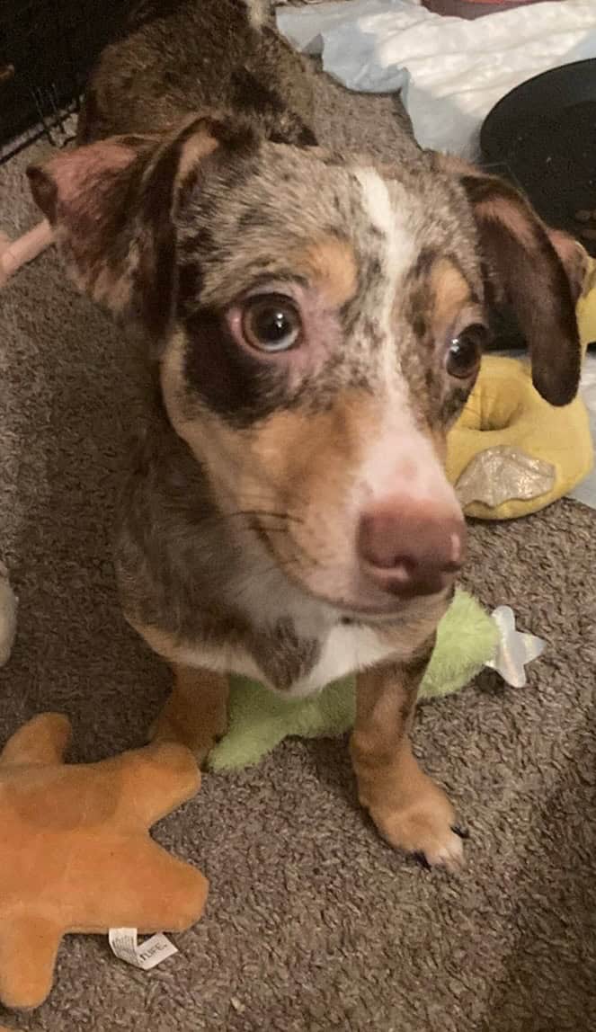 Chiweenie puppy merle male image 2