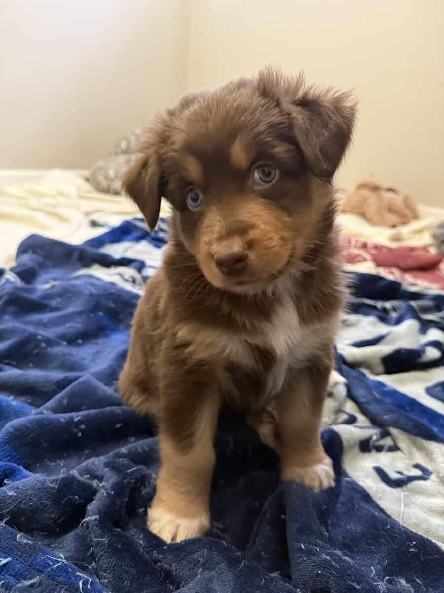 Australian Shepherd Red Tri Female Puppy image 1