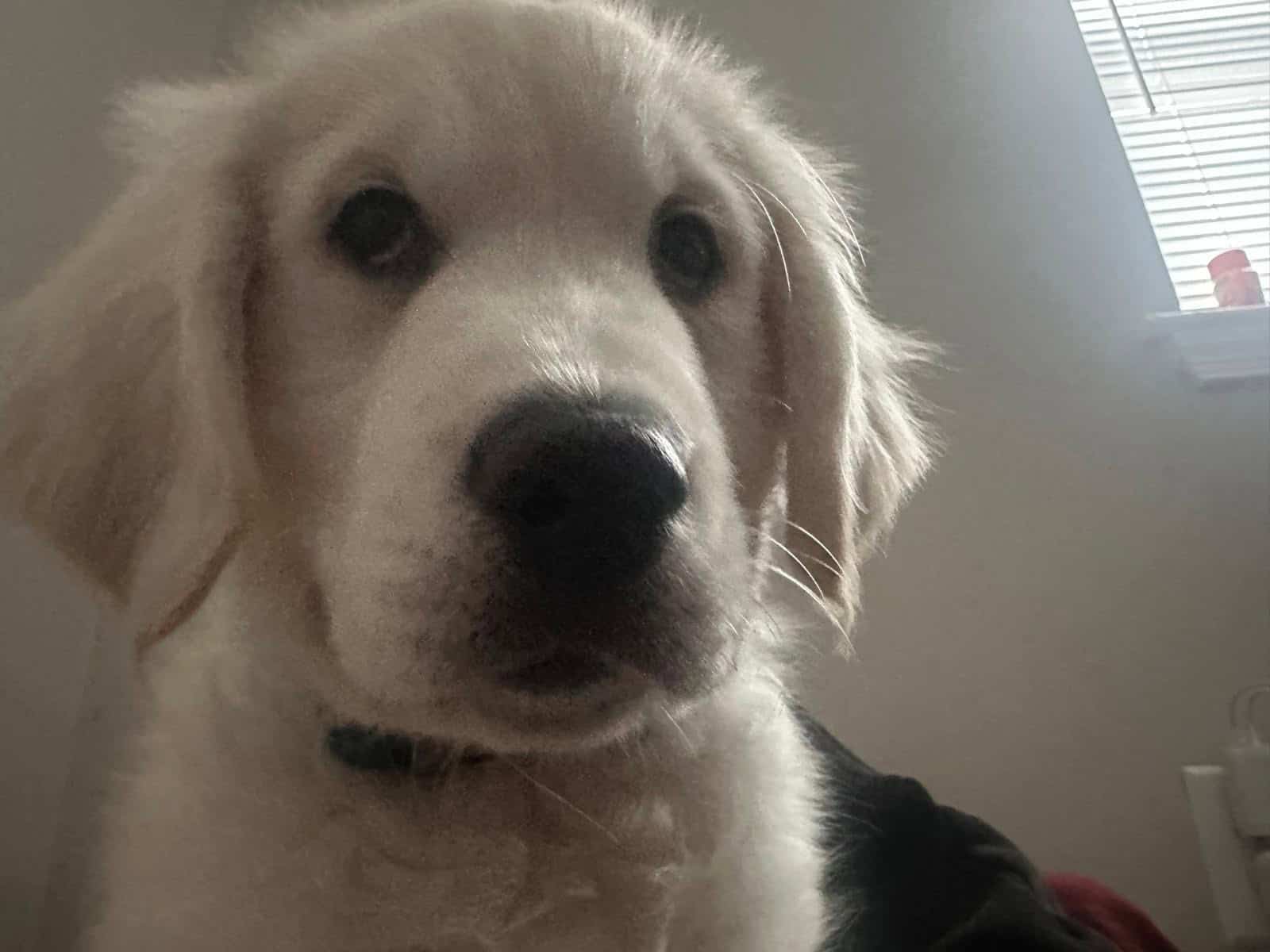 11 Week-Old Female Puppy for Sale image 3