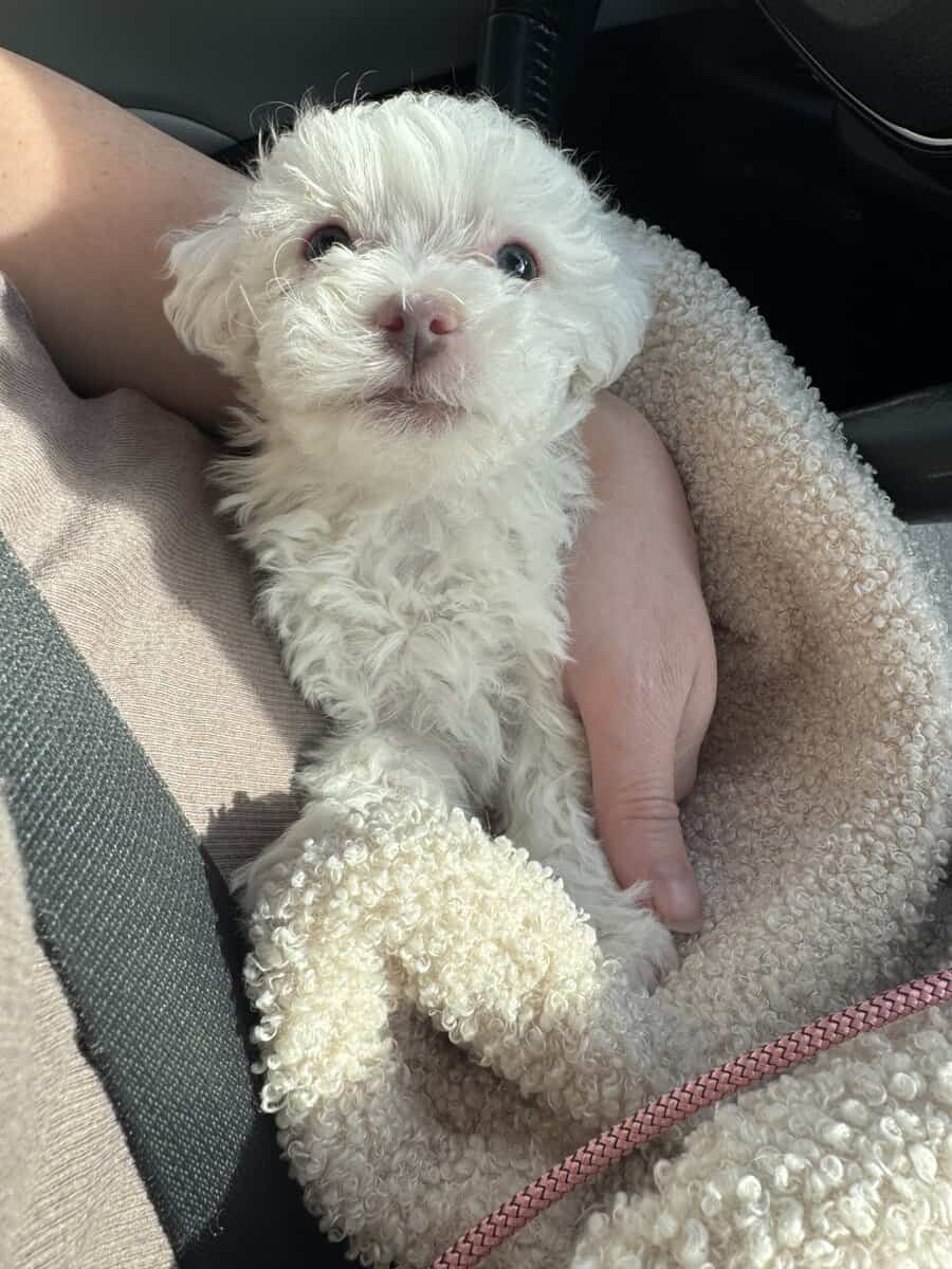 Maltipoo puppy image 2