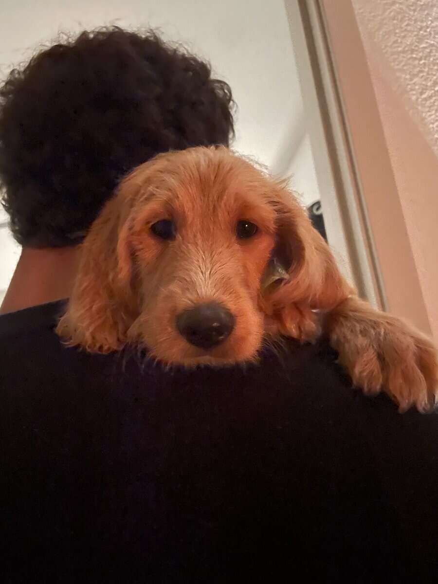 Doodle Puppy Looking for Good Home image 3