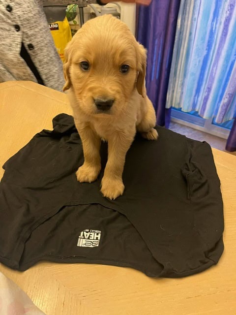 Golden Retriever Puppies image 5
