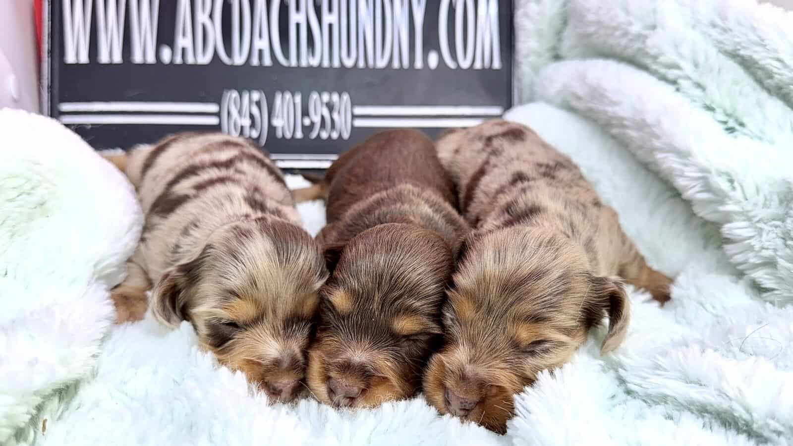 Champion bred dachshund puppies-Import line AKC image 9