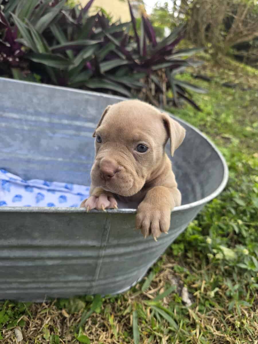 Bully puppies image 3