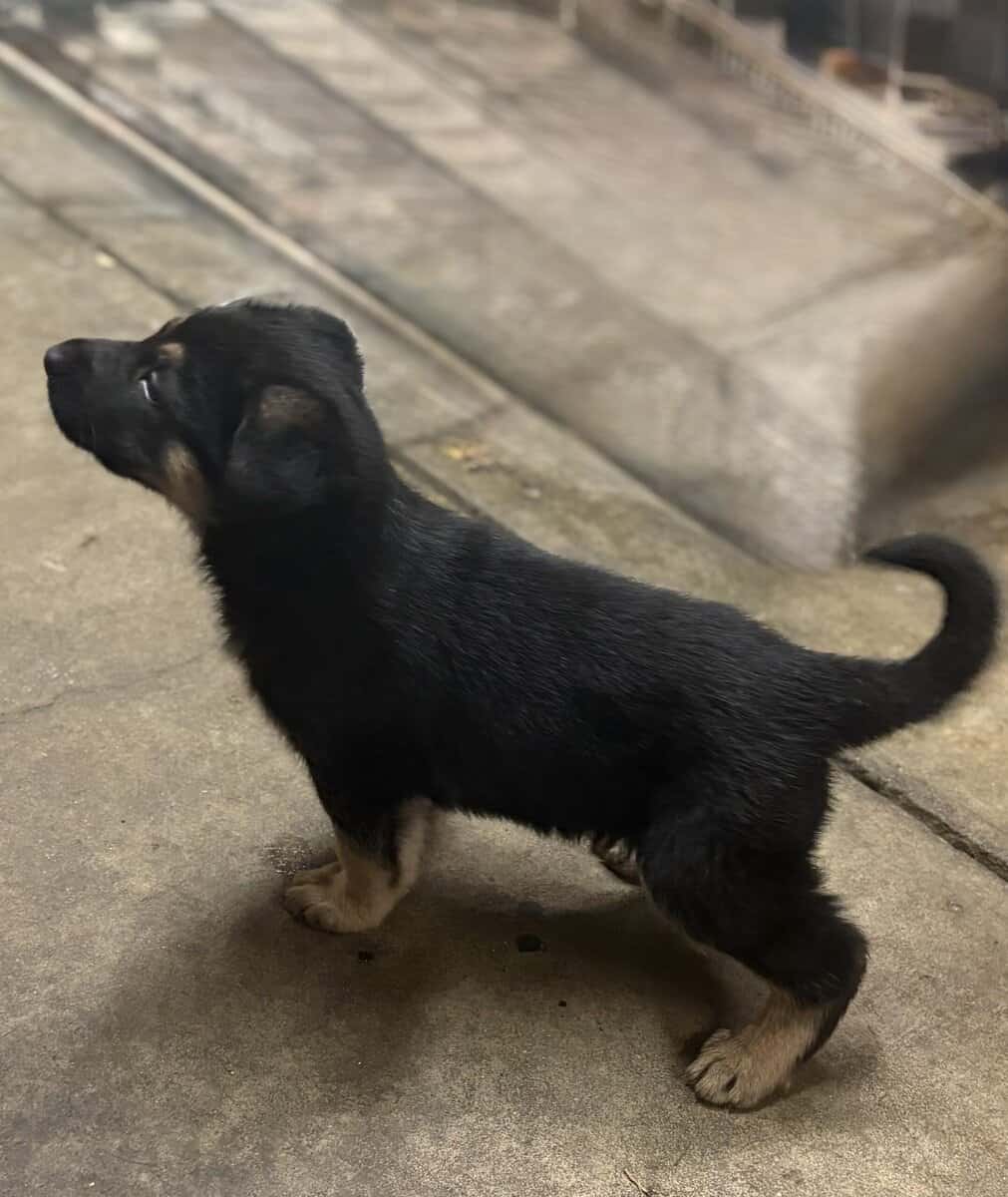 Puppies image 1