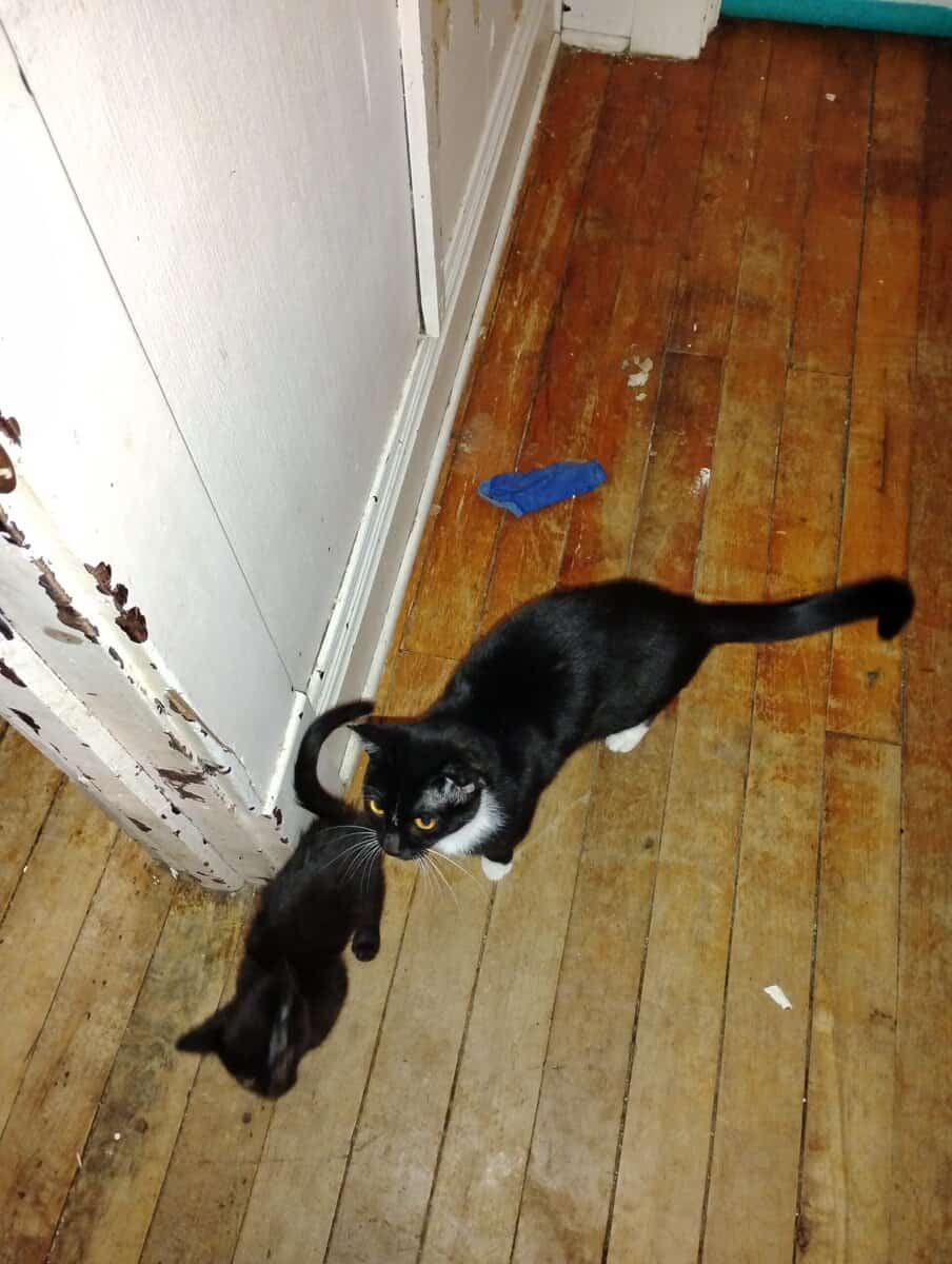 Kittens,1 male tiger cat,2 teen cats girls,2 mamma image 5