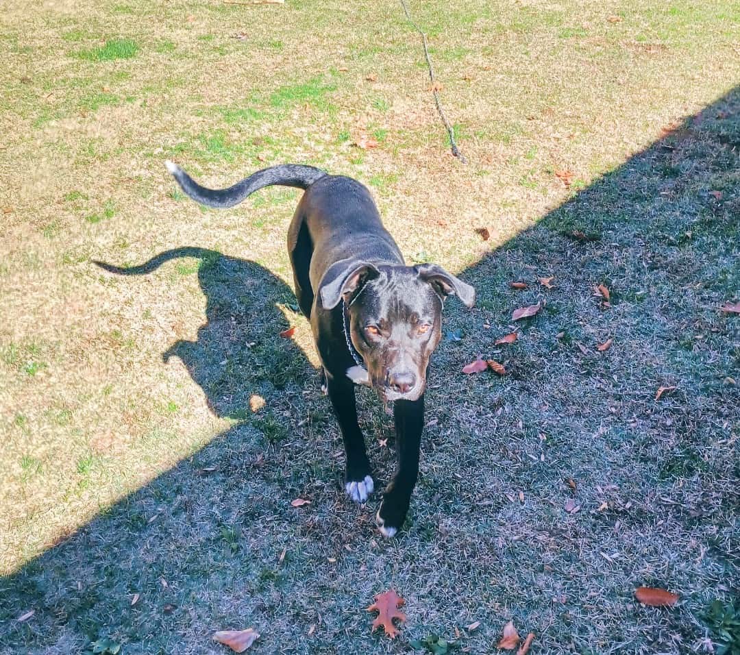 Rehoming Lucky image 5