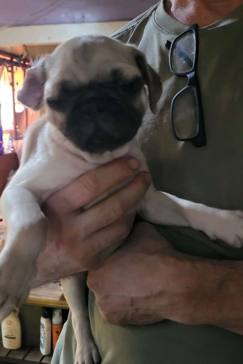 Sweet playful brother pugs image 2