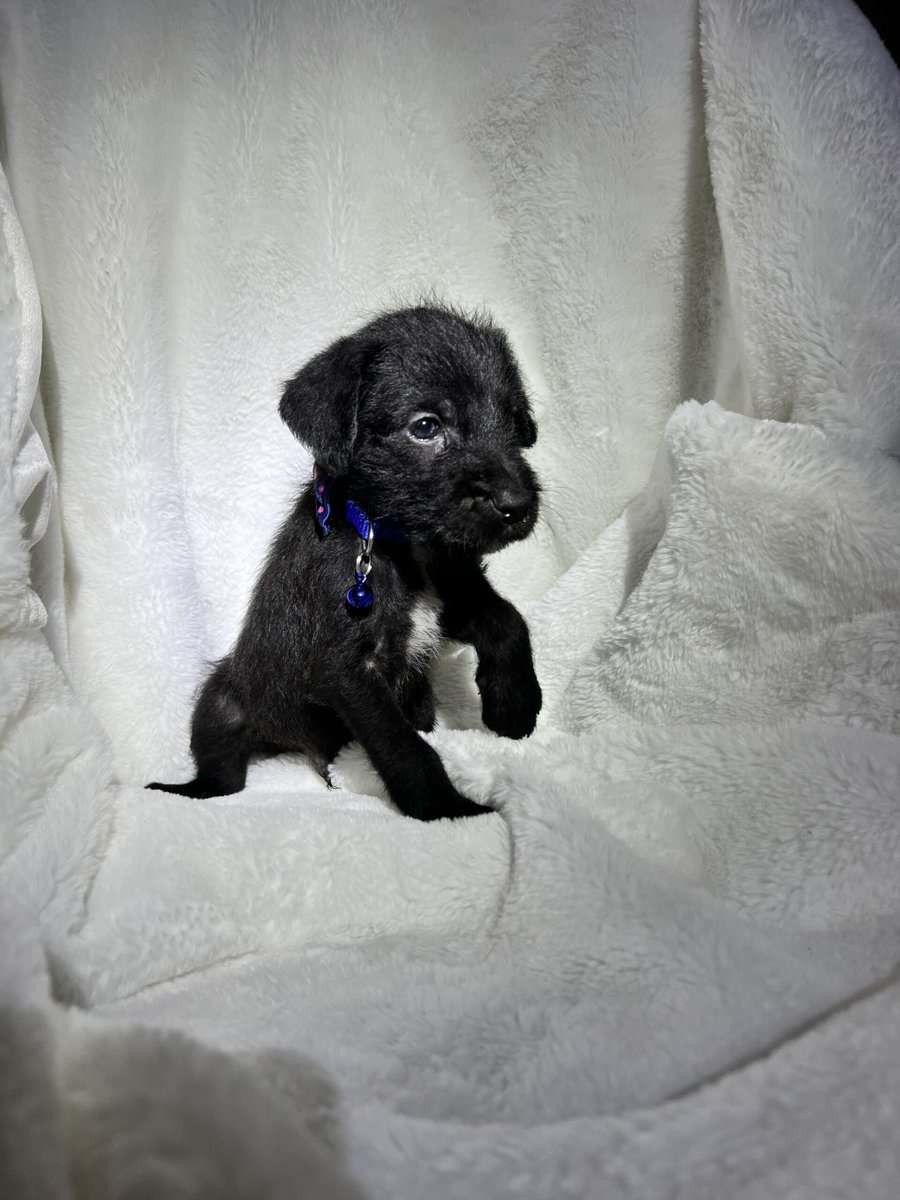 Cane Corso - Standard Poodle “Canoodles” image 5