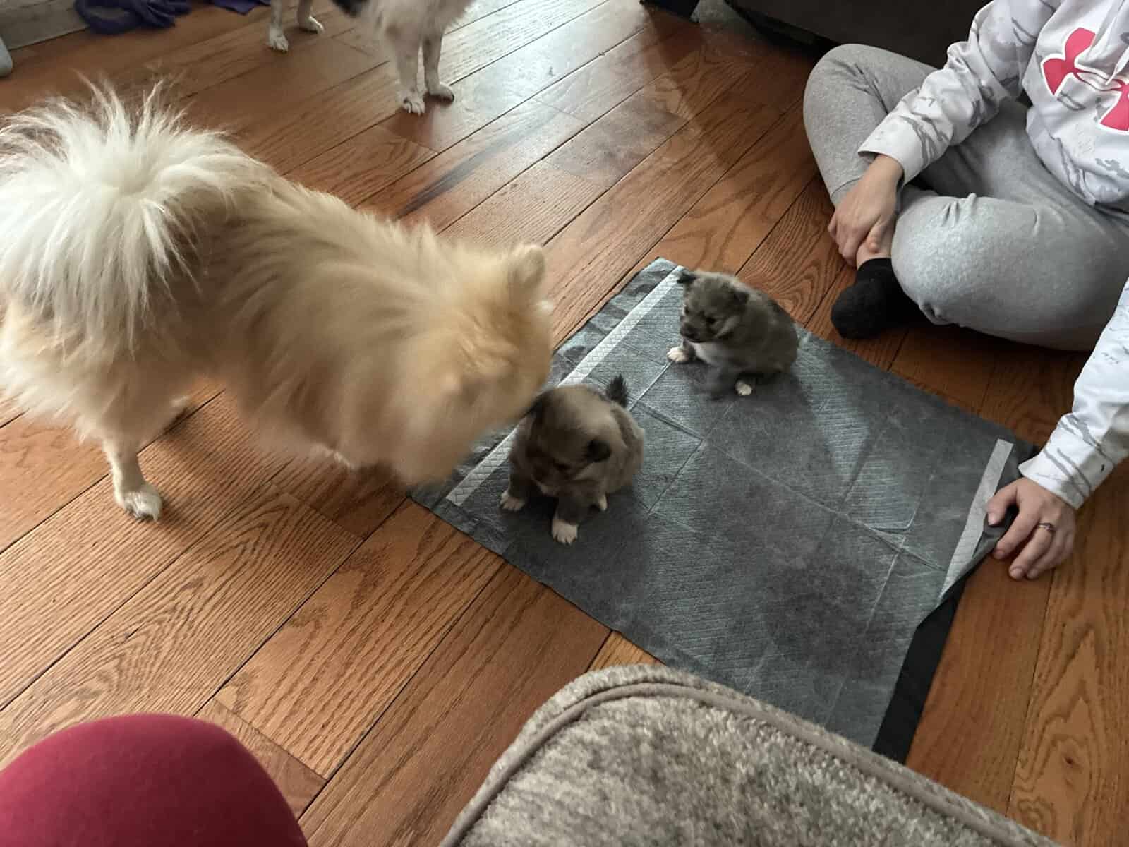 Browns Pomeranian pups image 5