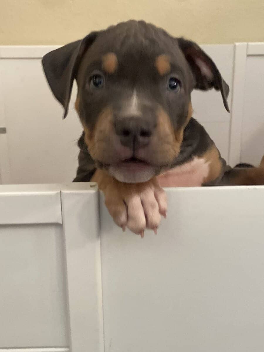 American bully pups looking for rehoming image 3
