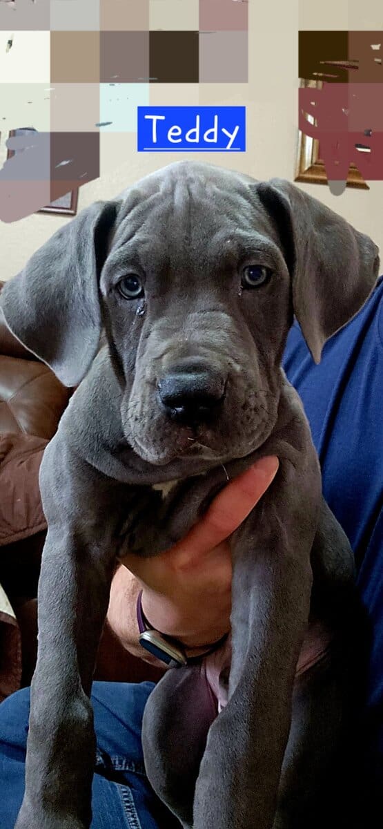 3 male DaneBull puppies need homes image 2
