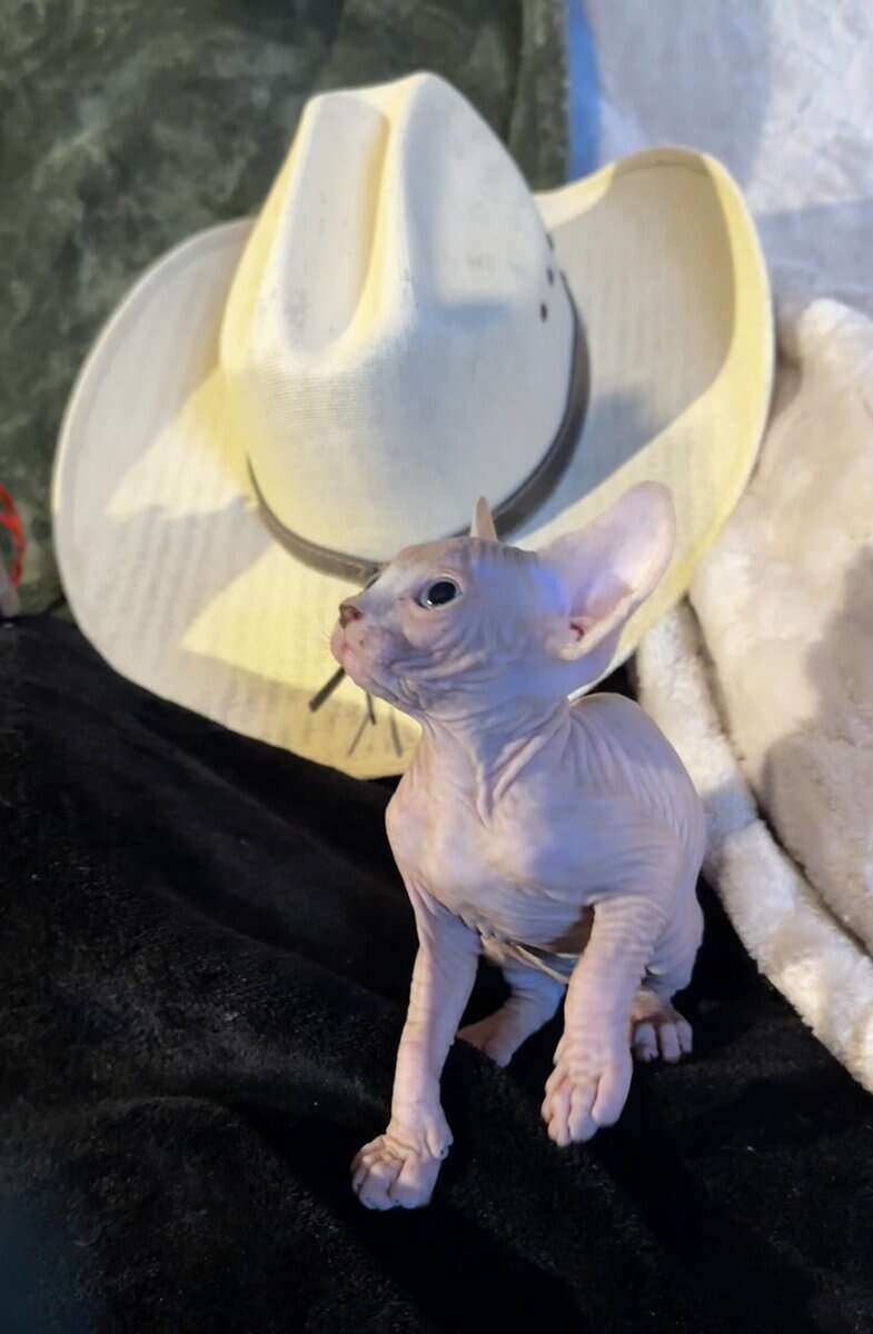 Sphynx babies image 9