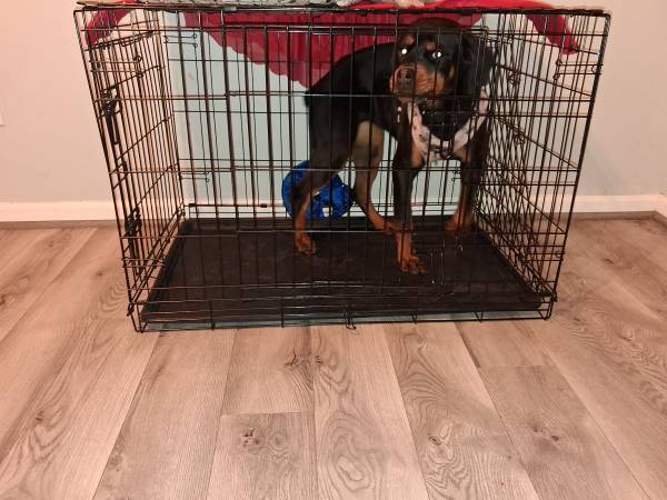 7 Month Old German Rottweiler Puppy - With Papers image 2