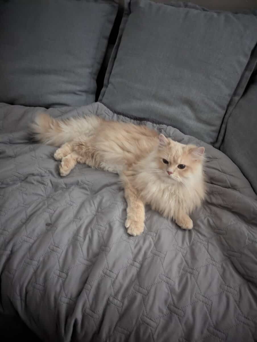 Persian / American bobtail mix image 1