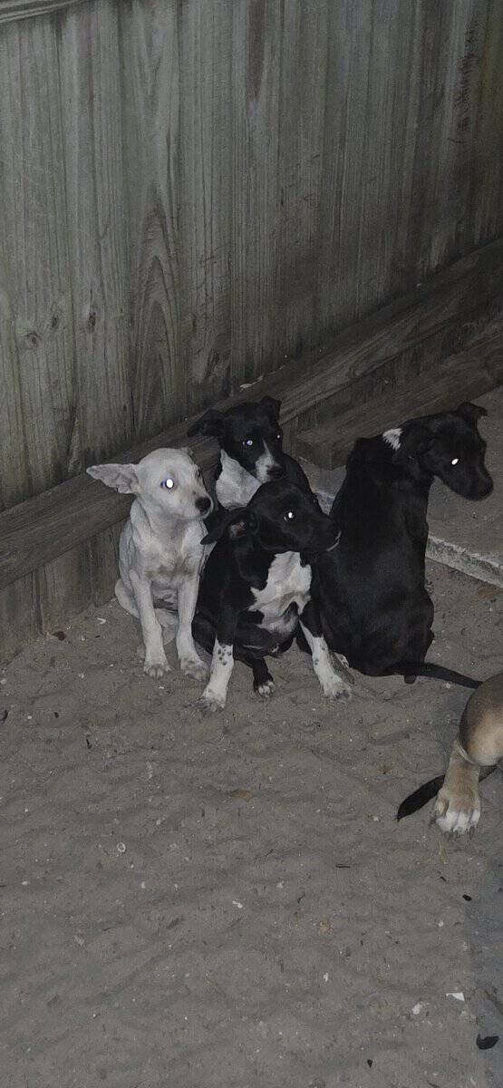 Pit chihuahua mix image 1