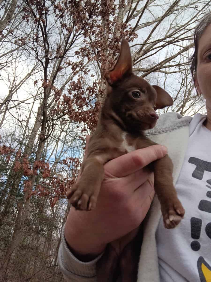 Chiweenie puppy 2/6 Precious female image 4