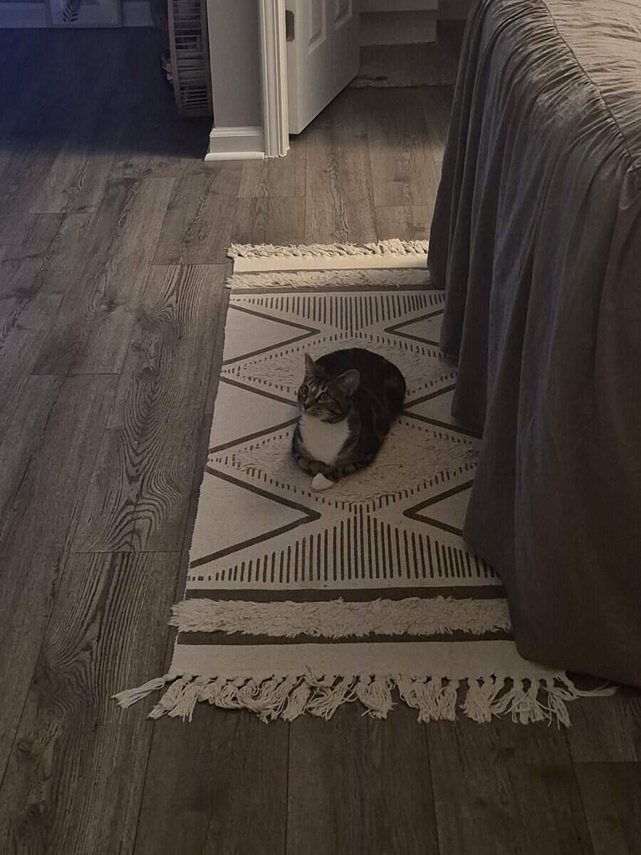 Looking for a forever home for the best cat! image 1