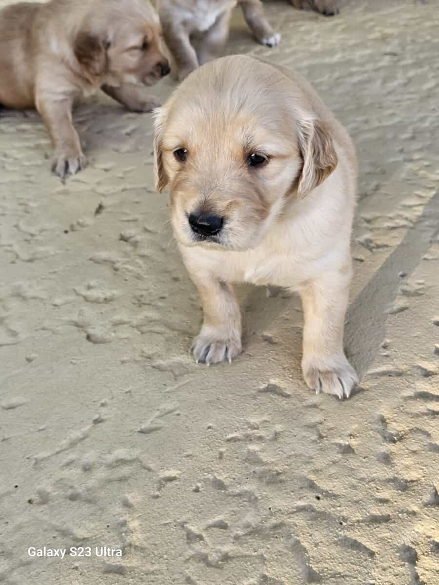 Golden retriever puppies image 3