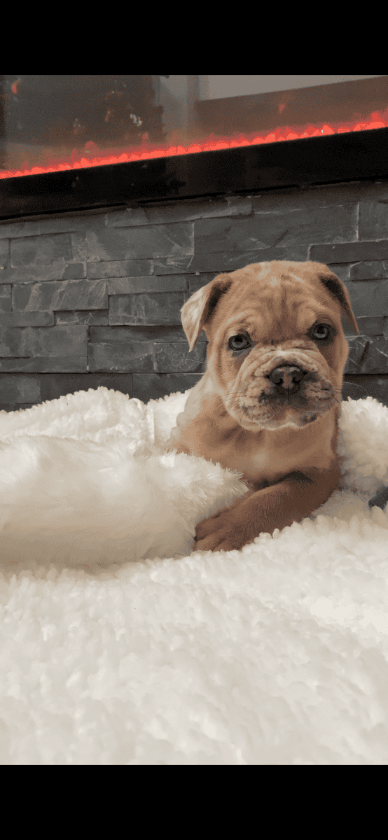 Merle mastiff puppies Chicago Illinois image 3