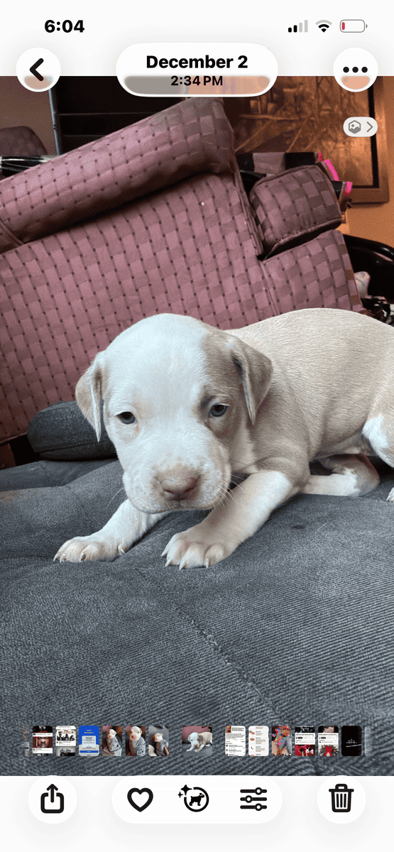 Beautiful American Staffordshire Terrier Puppies. image 13