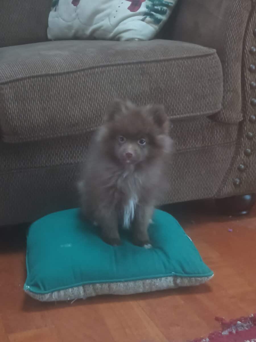 Brownie Pomeranian Puppy image 1
