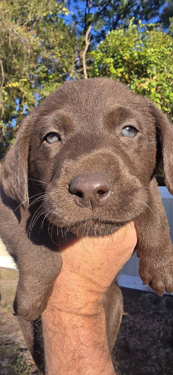 AKC Labrador puppies need new homes image 1