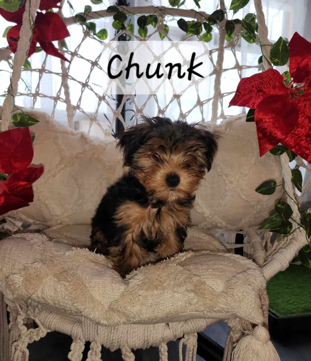 Yorkie puppies for sale image 11