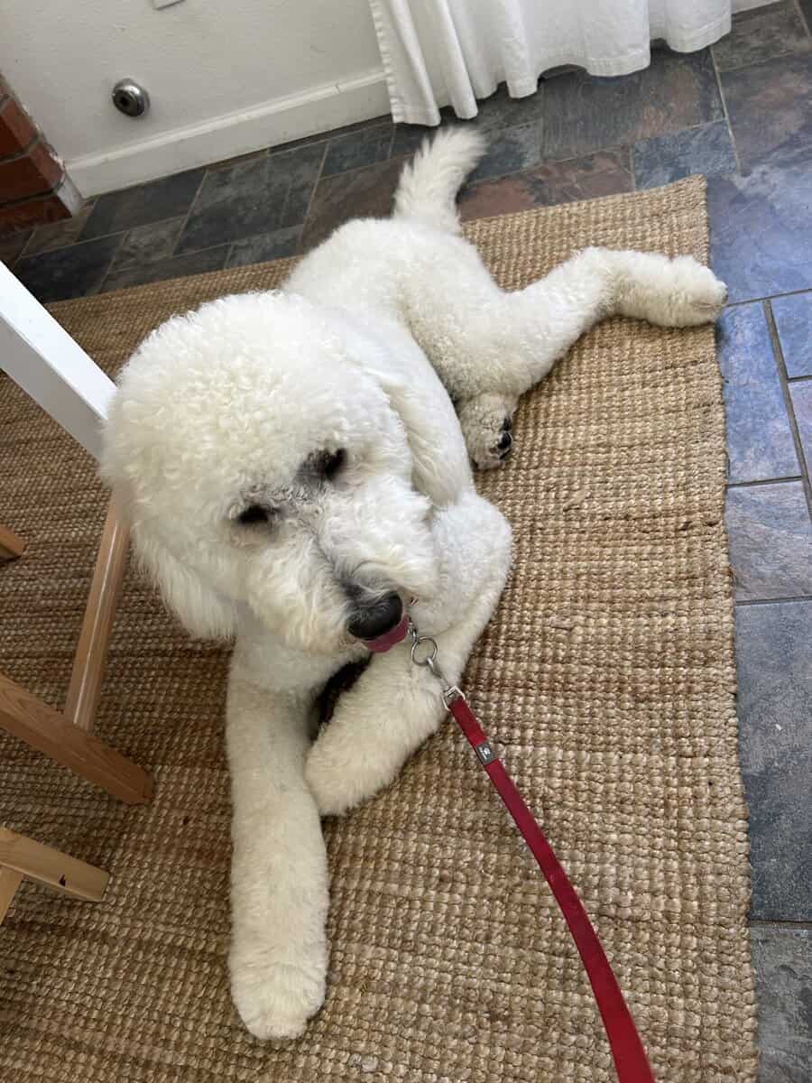 I year old male Golden Doogle image 2