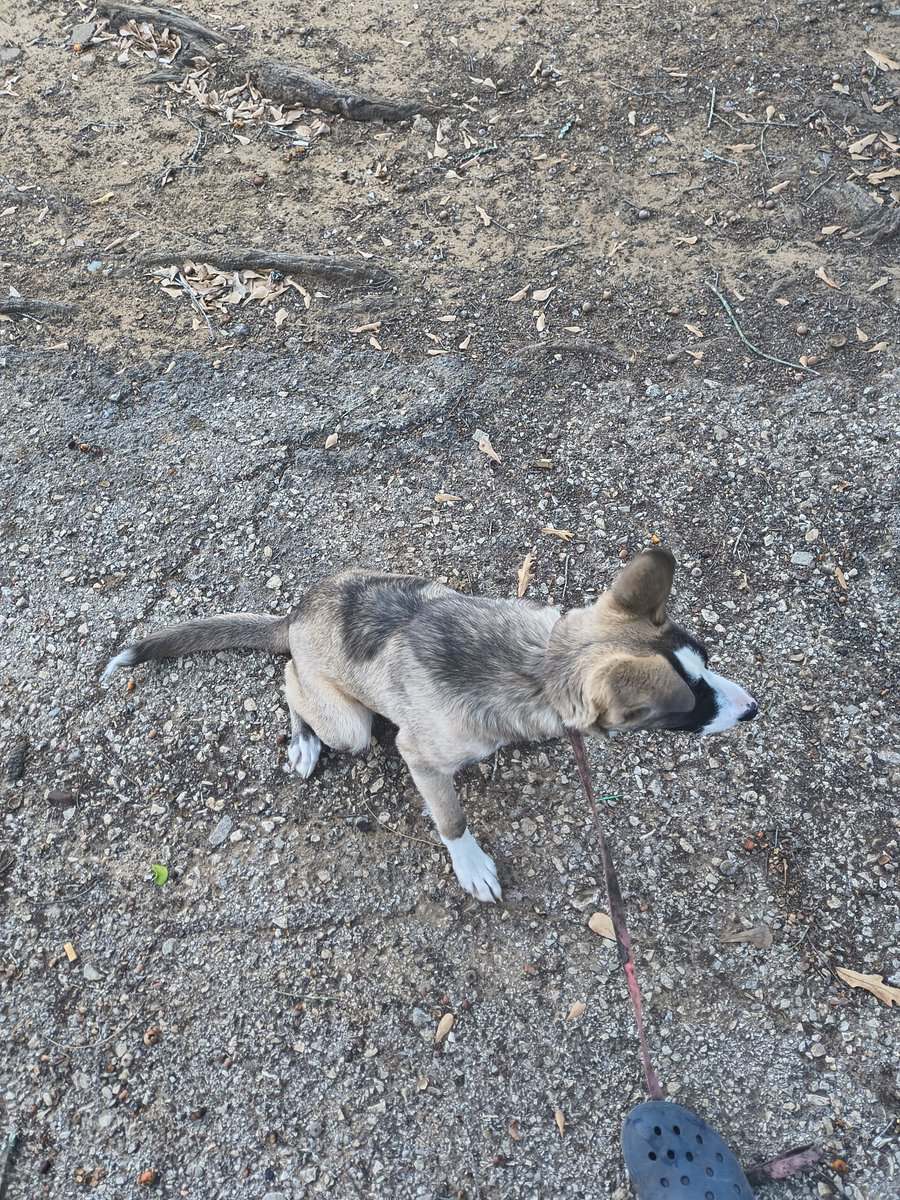 Needs a new loving home can't afford anymore image 4