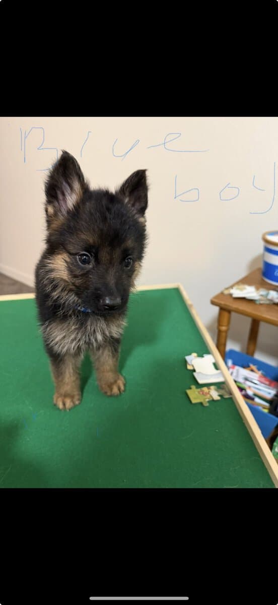 Lovable German Shepherd, puppies image 8
