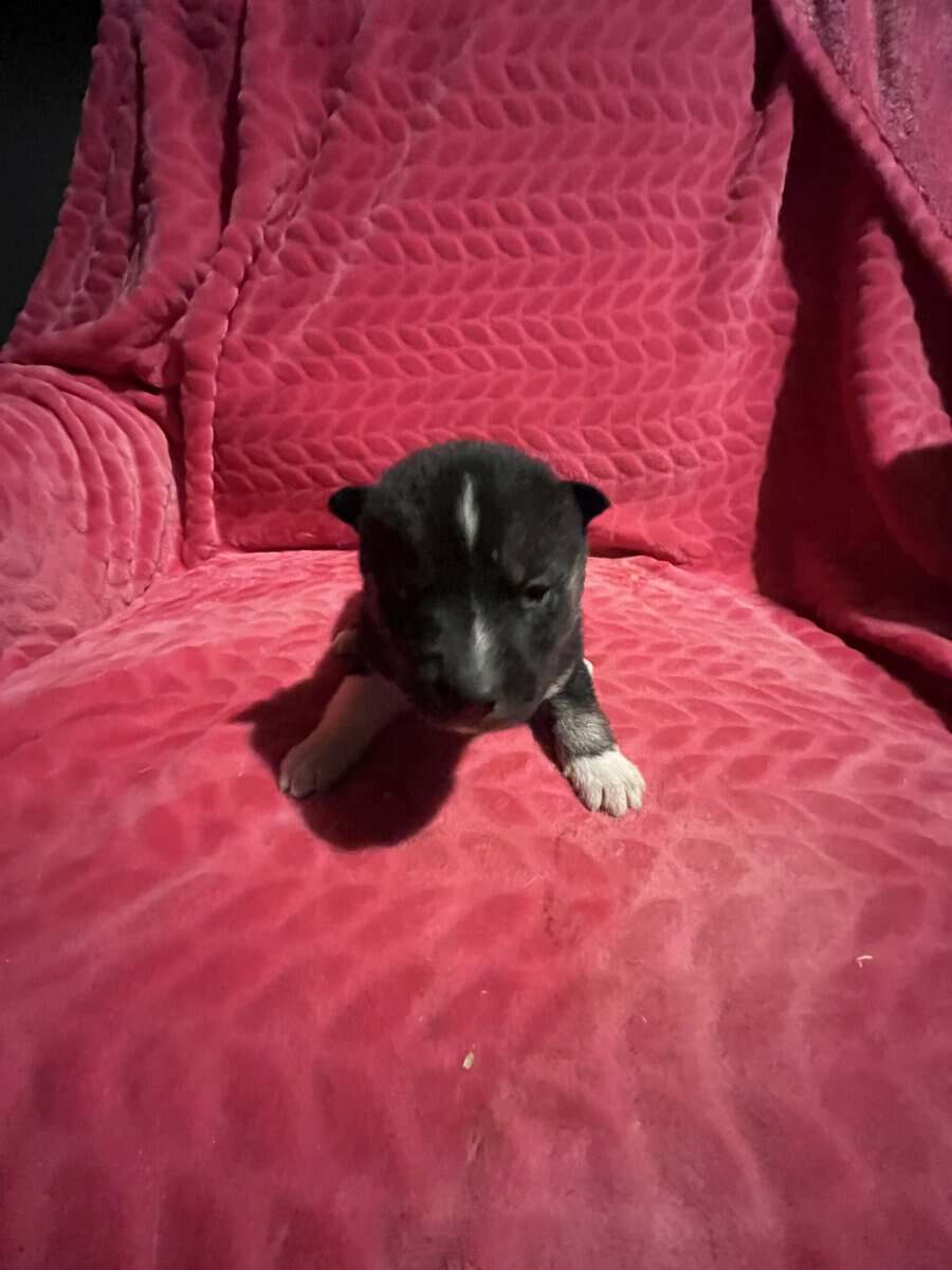 Siberian Husky puppies for sale 4 males 4 females. image 1