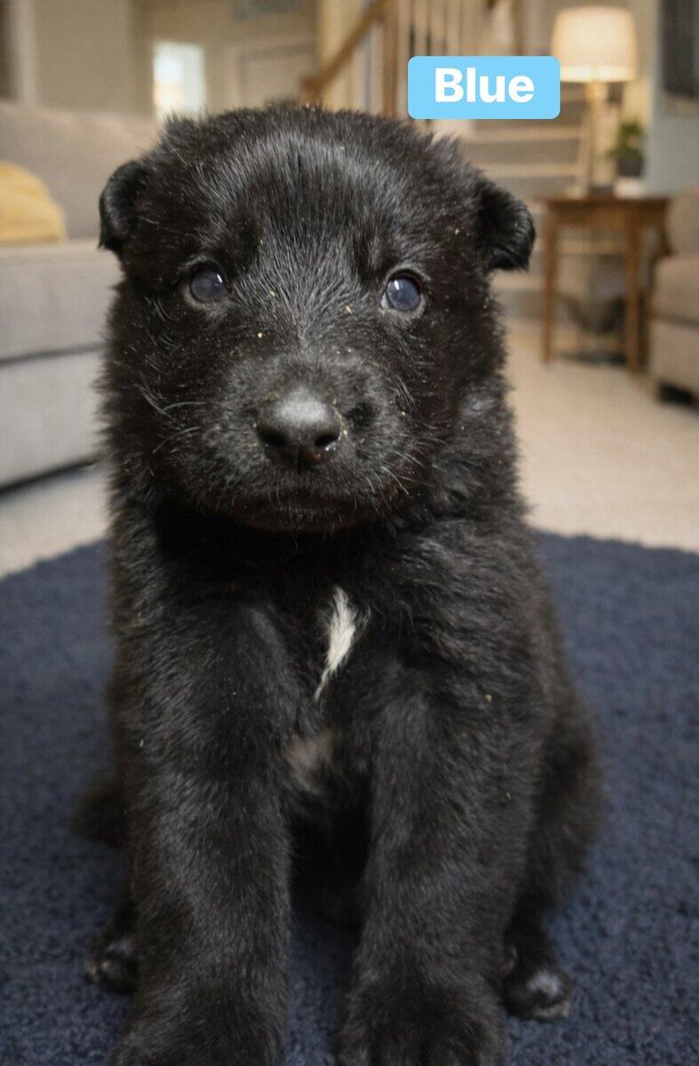 AKC Black German Shepherd Puppies image 4