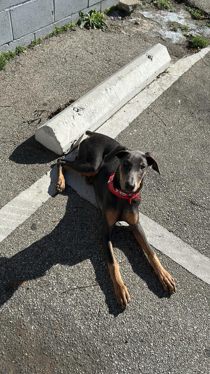 Doberman Puppy image 2