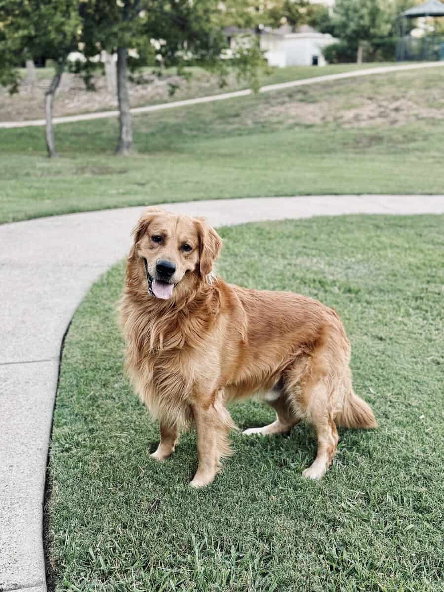 Loving 4-Year-Old Golden Retriever image 4