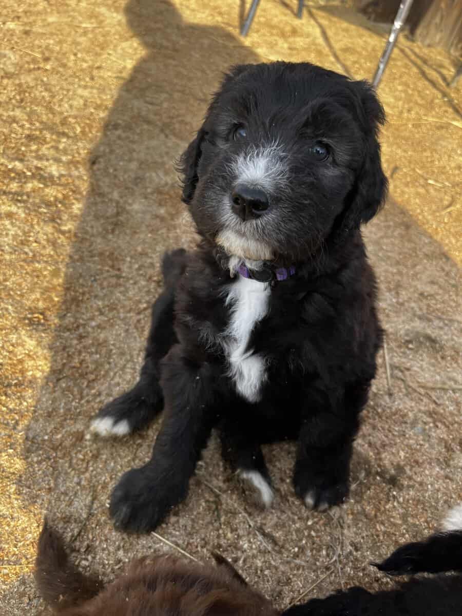 Australian Sheepadoodle Puppies image 3