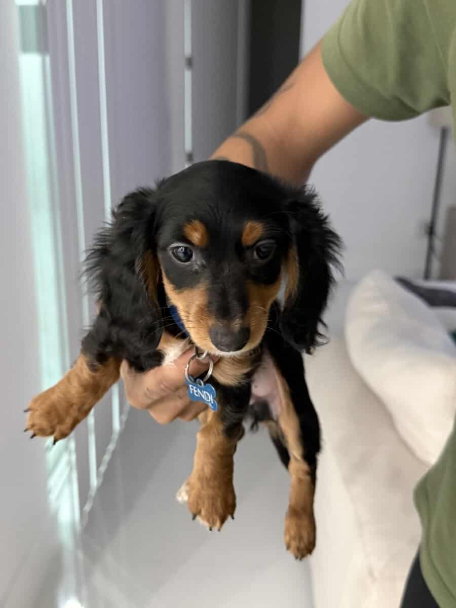 Mini hairy dachshund image 2