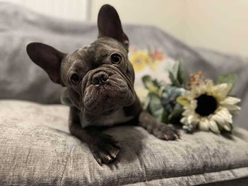 Frenchie image 1