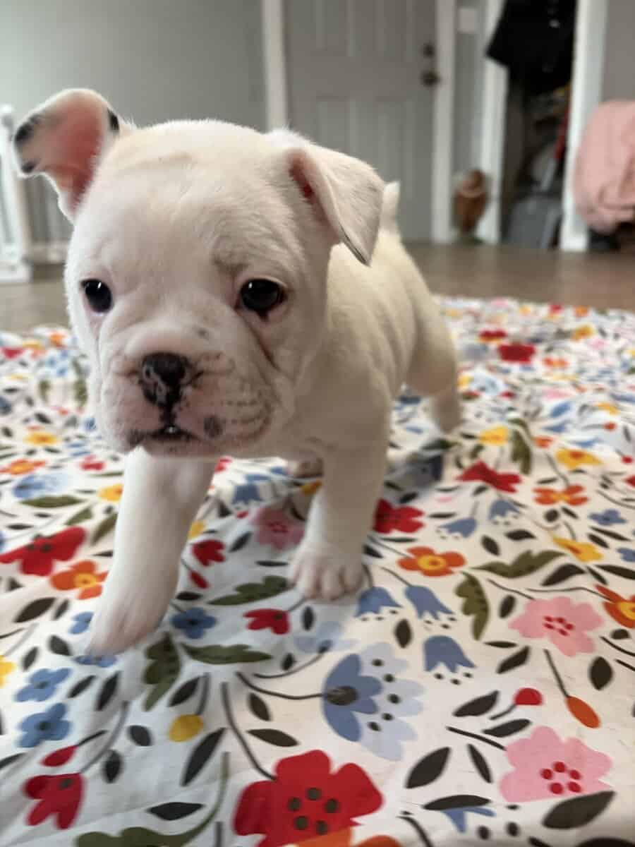 French English Bulldog puppies image 12