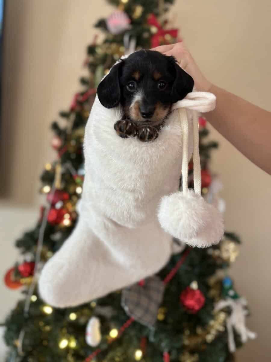 Purebred Miniature Dachshund puppies image 2