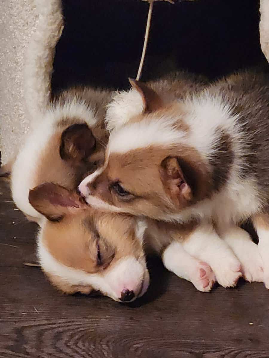 Corgi puppies image 4
