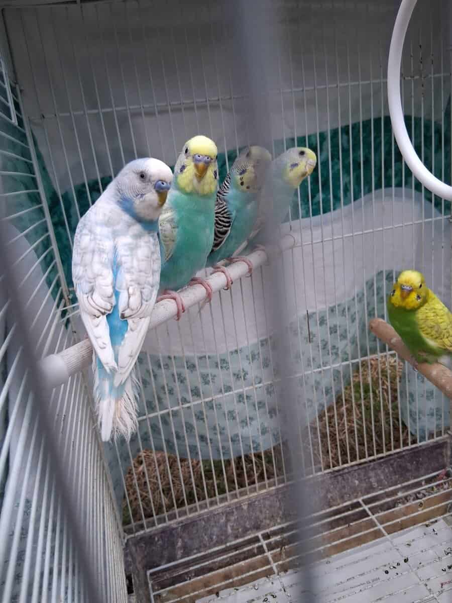 Budgies (Parakeets) image 1