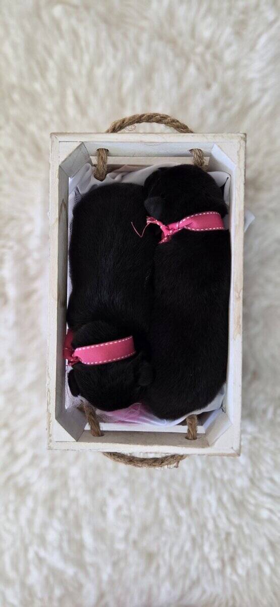 Labrador Retriever/Border Collie Puppies For Sale image 9